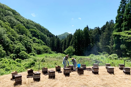 大自然での養蜂