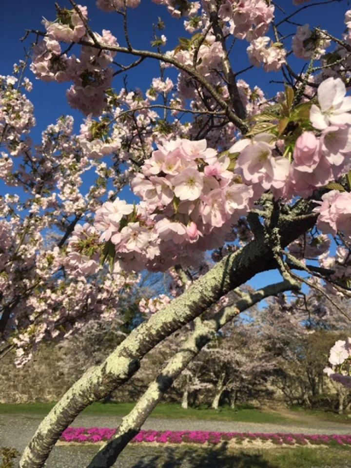 鶴山さくらまつりが終了し、今年もおかげさまで好評でした！