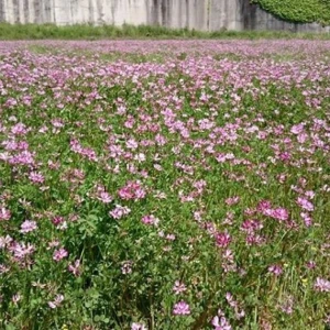 レンゲ畑にミツバチ達が蜜を採りに沢山来ていました。