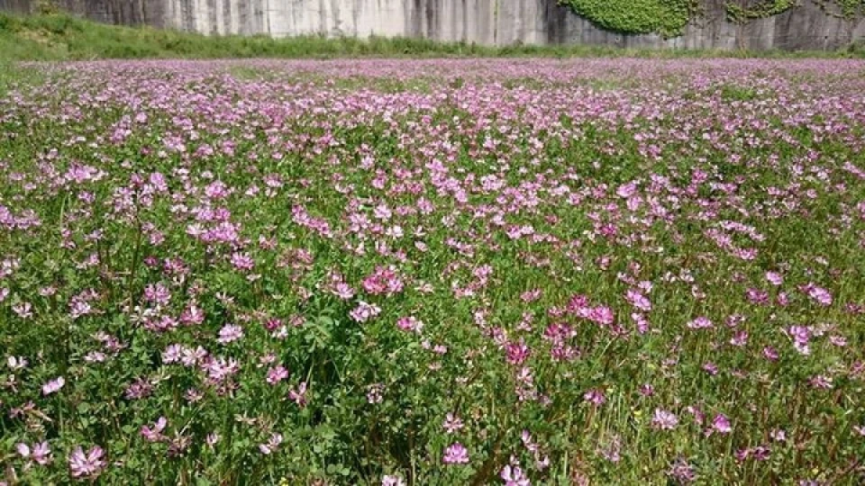 レンゲ畑にミツバチ達が蜜を採りに沢山来ていました。