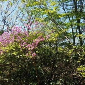 蜂が分蜂しないように各蜂場を回っています！