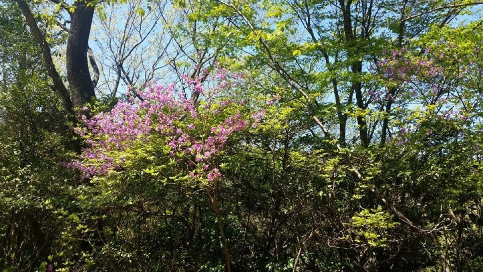 蜂が分蜂しないように各蜂場を回っています！