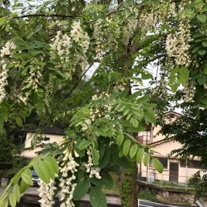 会社のアカシヤの花が綺麗に咲いて、蜜蜂たちが来ていました