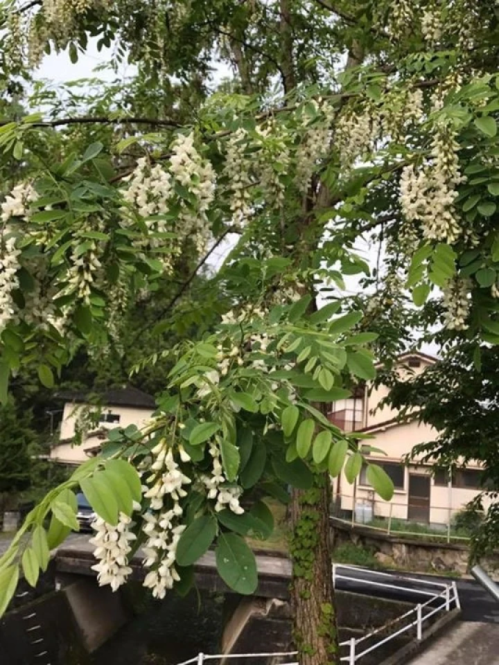 会社のアカシヤの花が綺麗に咲いて、蜜蜂たちが来ていました