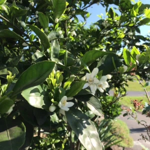 自宅のみかんの花が咲きました。