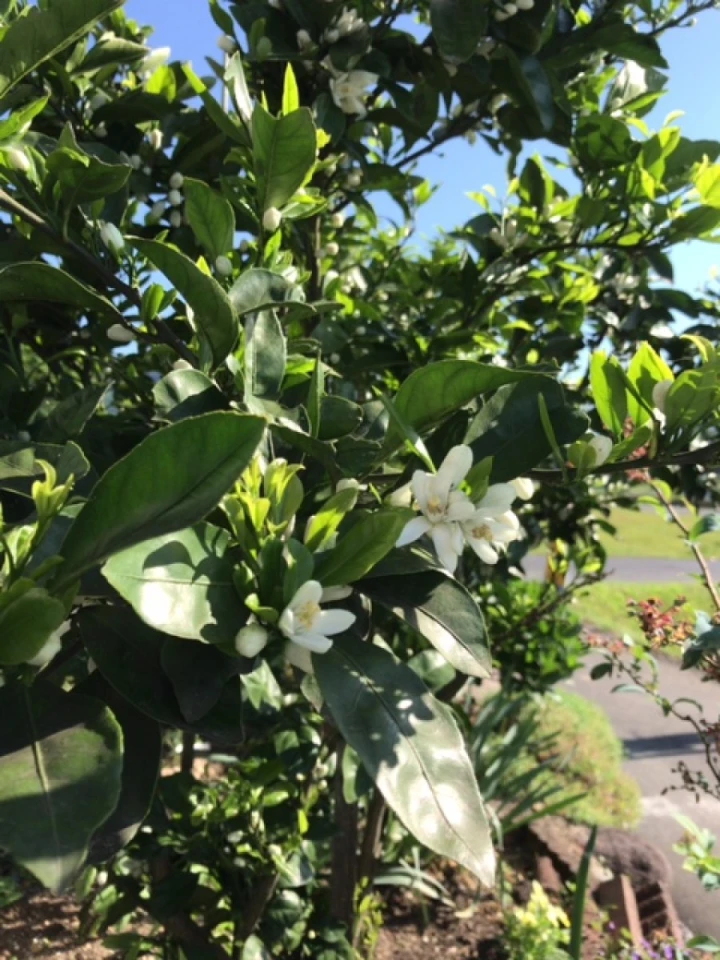 自宅のみかんの花が咲きました。