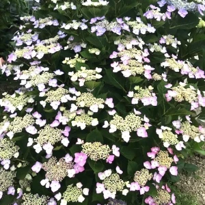 自宅の『額紫陽花』が今年も花を咲かせました