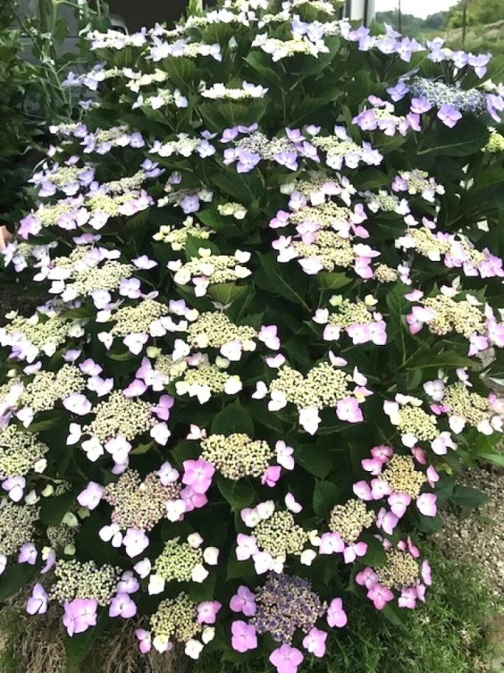 自宅の『額紫陽花』が今年も花を咲かせました