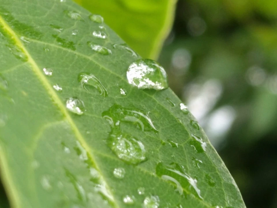 今年最後？の採蜜が終わりました