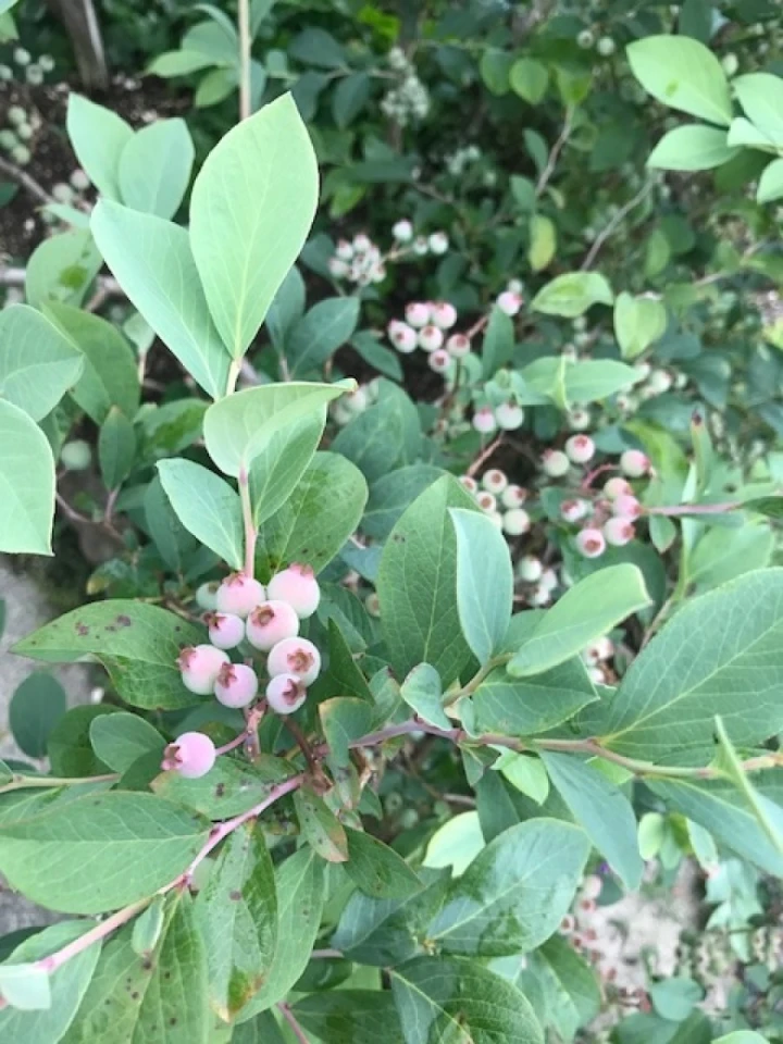 新蜜セールが明日までとなりました！ 次回は御中元セール開催です！！