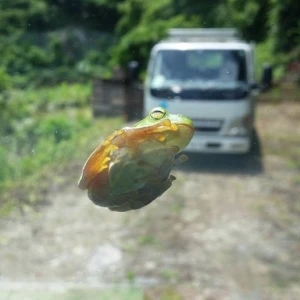 木の上からアマガエルが車のフロントガラスに落ちて来ました。