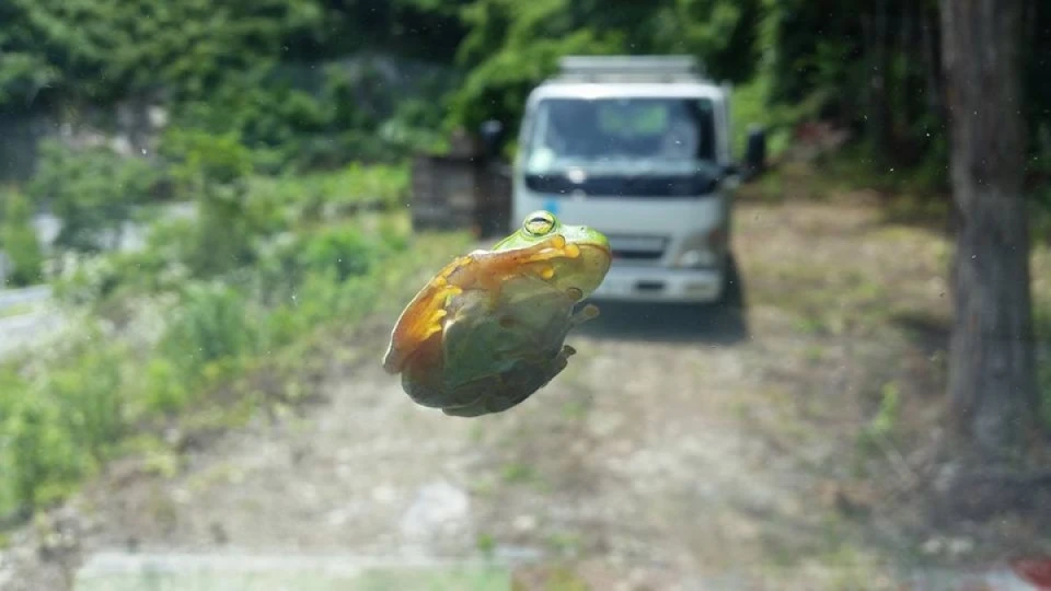 木の上からアマガエルが車のフロントガラスに落ちて来ました。