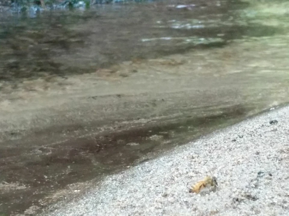 蜂は、ただ喉が渇いたから水を飲んでいるわけではないのです！