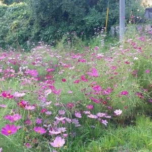 秋の花たちが蜜蜂に花粉をプレゼントしてくれています。