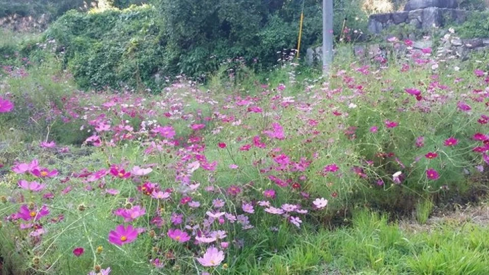 秋の花たちが蜜蜂に花粉をプレゼントしてくれています。