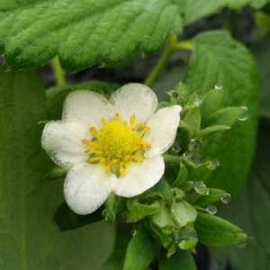 イチゴの受粉の為に蜜蜂の貸出を行っています。