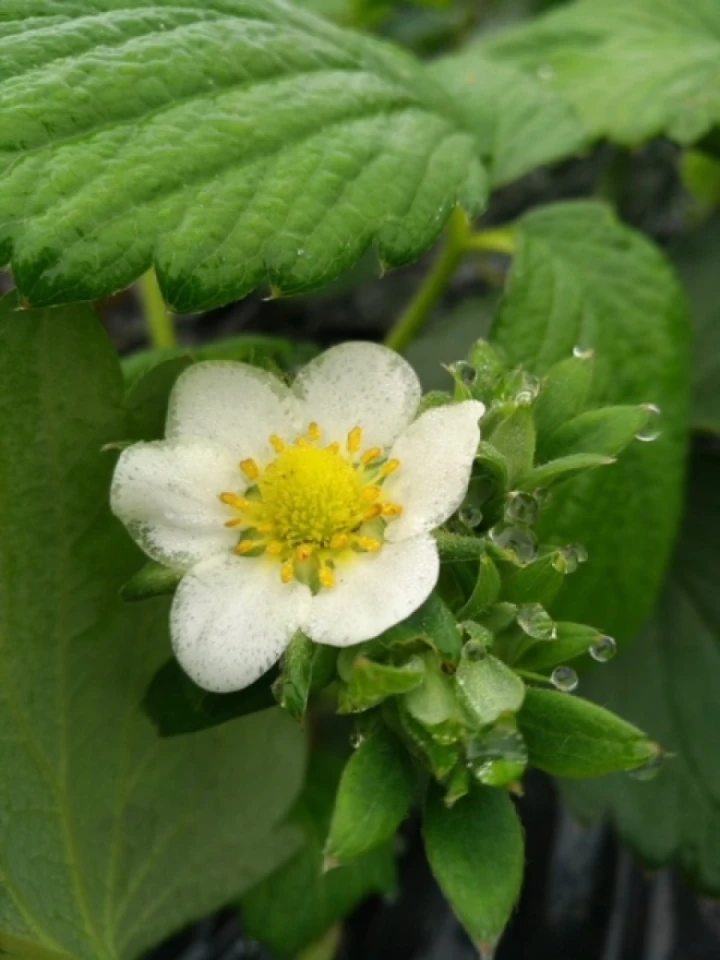 イチゴの受粉の為に蜜蜂の貸出を行っています。