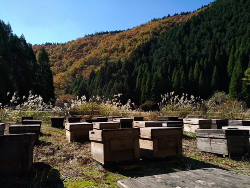 巣箱の交換の為に富の蜂場を回って来ました。