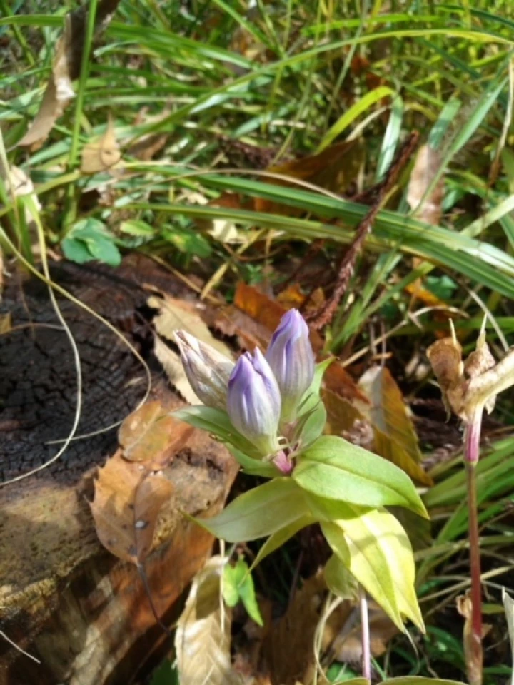 富の蜂場でリンドウが生えていました。