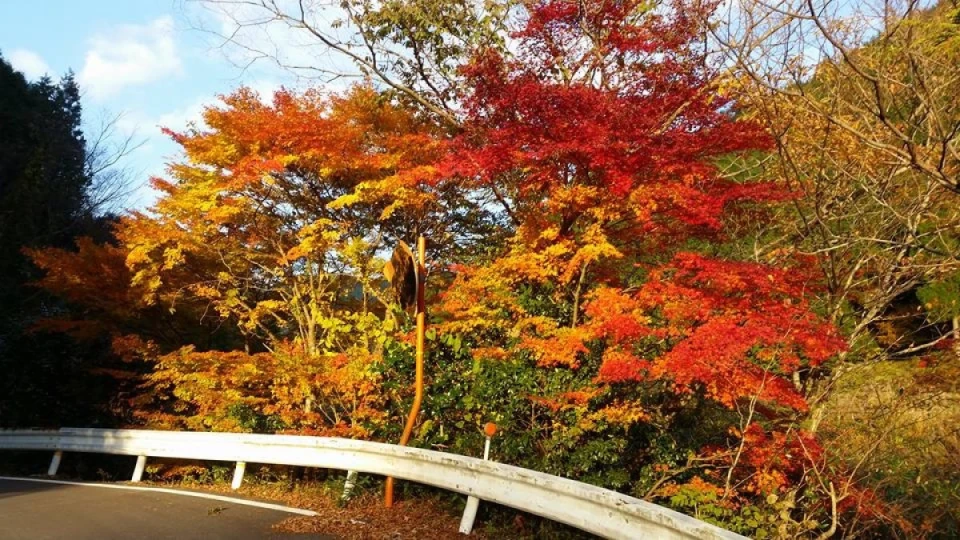 富の山の紅葉は今がピークです！