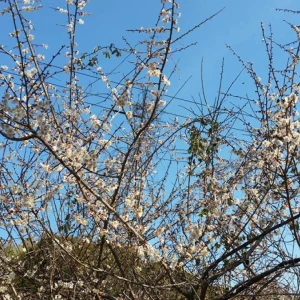 高知県はもう梅の花が咲いています。