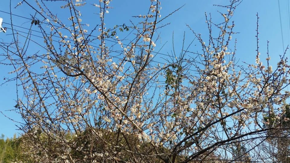 高知県はもう梅の花が咲いています。