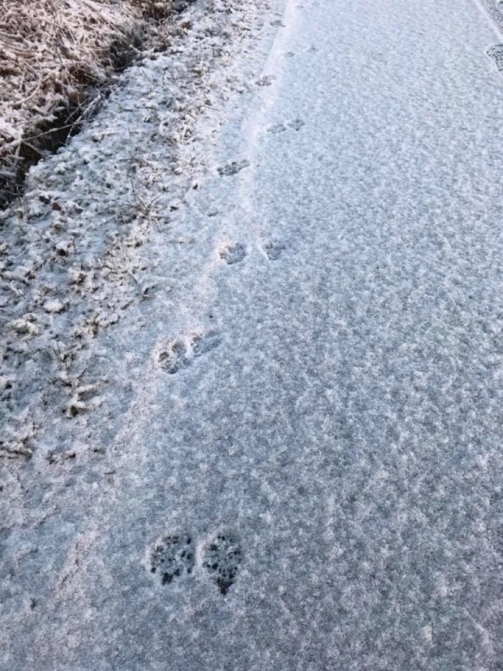 目の前をキツネが通って行きました! Σ(ﾟДﾟ)