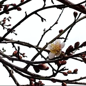 近所では梅の花が僅かですが咲き始めていました。