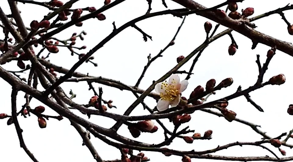 近所では梅の花が僅かですが咲き始めていました。