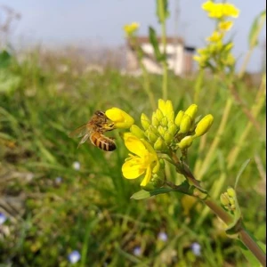 川土手では、菜の花に蜜蜂がたくさん来ていてせっせと蜜を集めています。