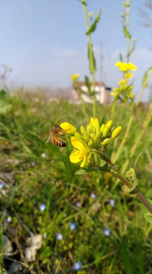 川土手では、菜の花に蜜蜂がたくさん来ていてせっせと蜜を集めています。