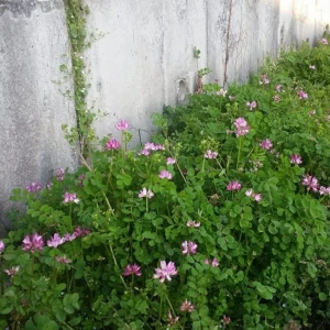 津山は昨日サクラの開花を発表しました。