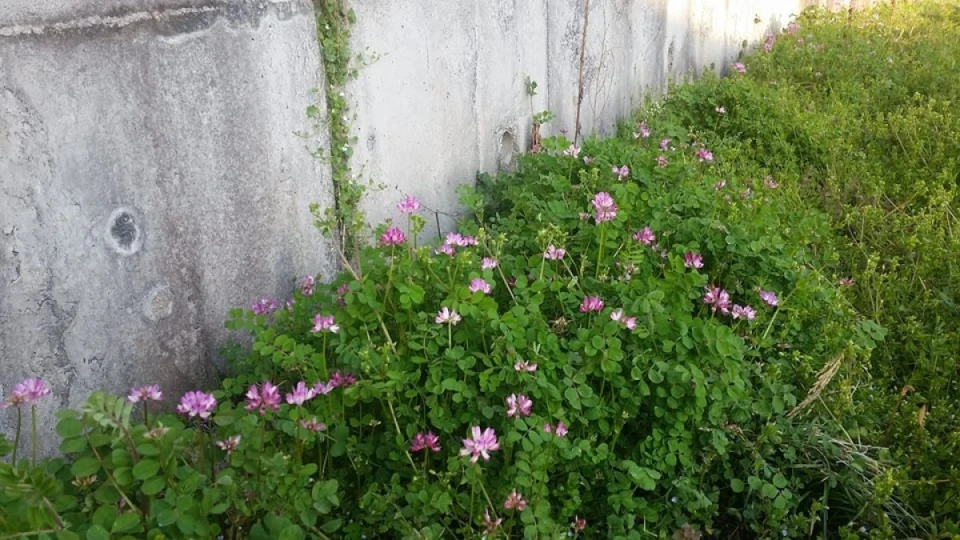 津山は昨日サクラの開花を発表しました。