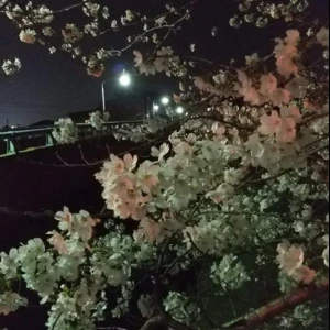 夜のライトアップされた鶴山の桜もいいですよ！