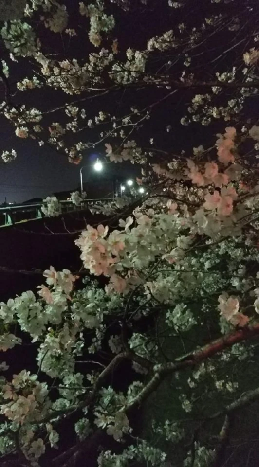 夜のライトアップされた鶴山の桜もいいですよ！