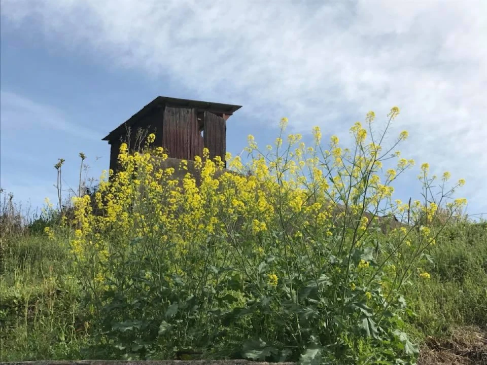 大賑わいだった鶴山公園さくらまつりも15日で終了いたしました。