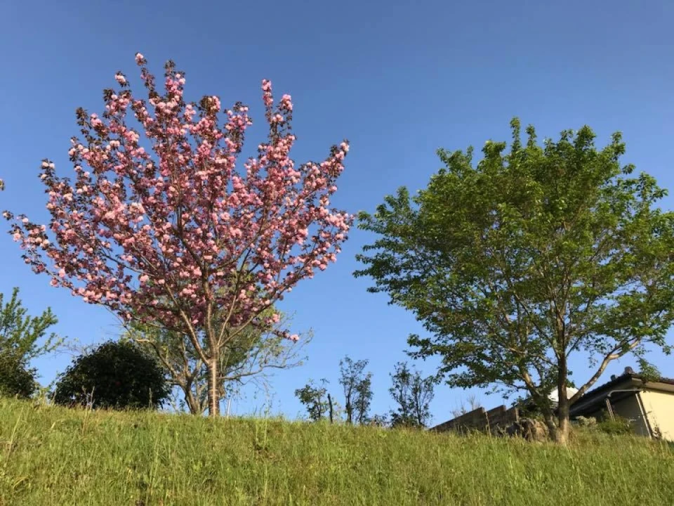 葉桜と濃いピンクの八重桜とのコントラストがきれいに見えます。