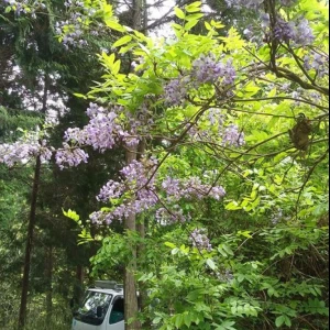 藤の花があちらこちらで咲いています。