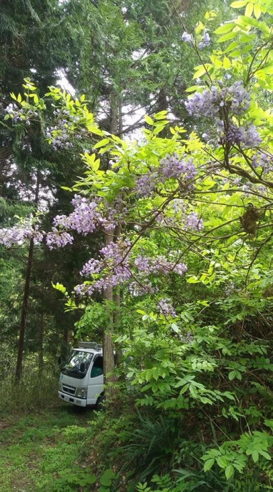 藤の花があちらこちらで咲いています。