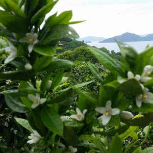 大三島に行くと柑橘系の花のイイ匂いがただよってきます。