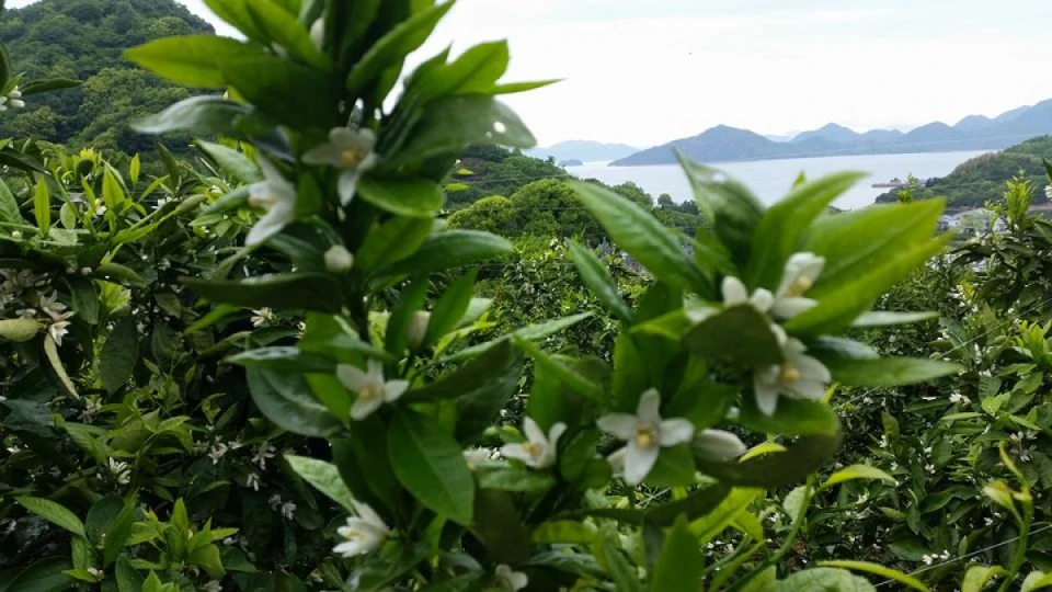 大三島に行くと柑橘系の花のイイ匂いがただよってきます。