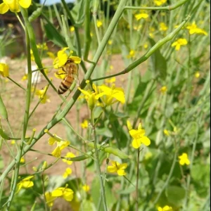 明日は採蜜ですが気温が高くなく､作業もしやすくなりそうです。