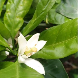 先日､みかんの蜜を搾りに大三島へ2回目の採蜜へ行って来ました。