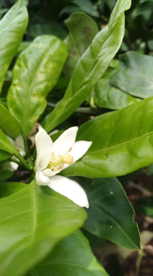 先日､みかんの蜜を搾りに大三島へ2回目の採蜜へ行って来ました。