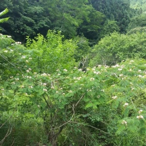 早く梅雨が明けてくれればイイんですがね！