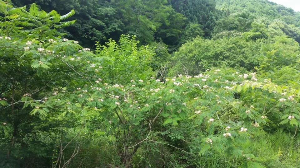 早く梅雨が明けてくれればイイんですがね！