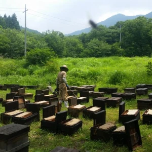 先週から、津山と奥津と富の各蜂場の巣箱にエサをやりに行っています。