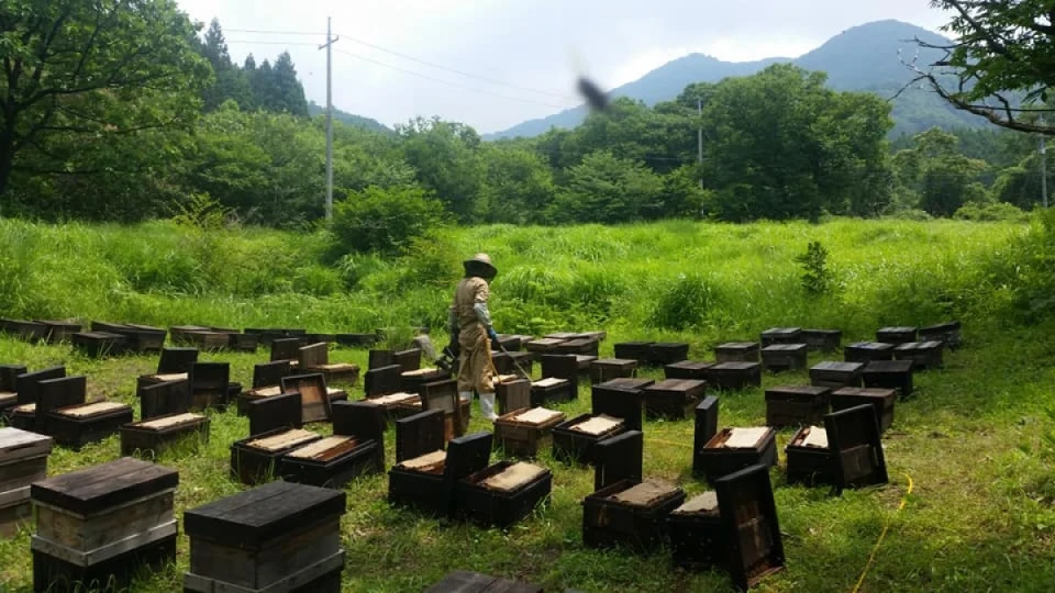 先週から、津山と奥津と富の各蜂場の巣箱にエサをやりに行っています。