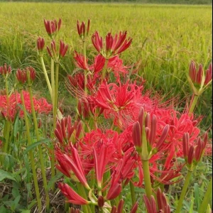 曼珠沙華が咲き始めました。