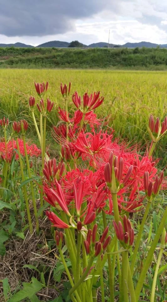 曼珠沙華が咲き始めました。